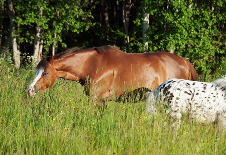 grazing welsh ponys in fieldの写真素材