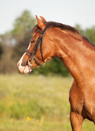 portrait of beautiful welsh pony mareの写真素材