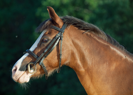 portrait of beautiful welsh pony mareの写真素材