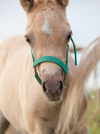 portrait of welsh  pony  foal. cloudy eveningの写真素材