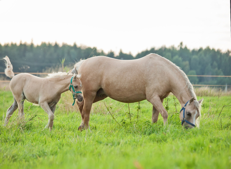 welsh  pony  foal with mom. cloudy eveningの写真素材