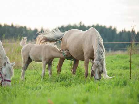 welsh  pony  foal with mom. cloudy eveningの写真素材