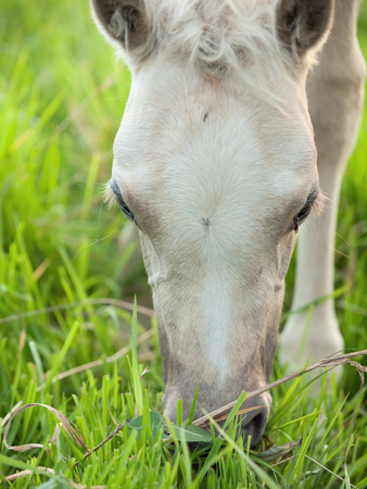 portrait of grazing welsh foal. close up. cloudy eveningの写真素材