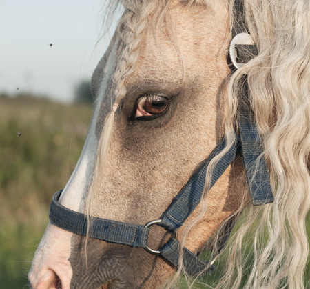 portrait of welsh pony. close up. cloudy eveningの写真素材