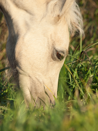 portrait of grazing welsh  pony  foal .close upの写真素材