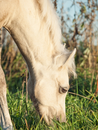portrait of grazing welsh  pony  foalの写真素材