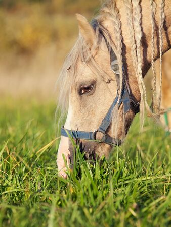 portrait of grazing welsh  pony. close upの写真素材