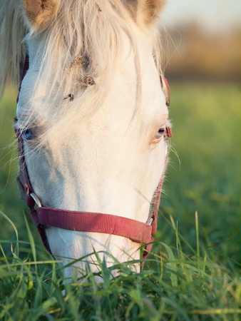 grazing cremello welsh  pony  at pasture. close upの写真素材
