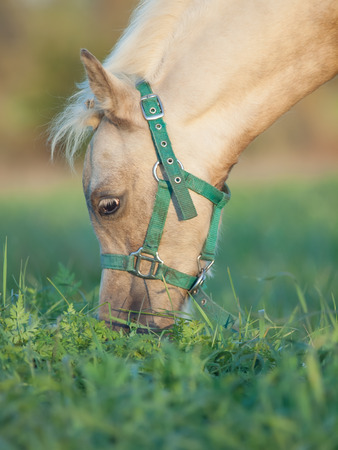portrait of grazing welsh  pony  foal .sunny  eveningの写真素材