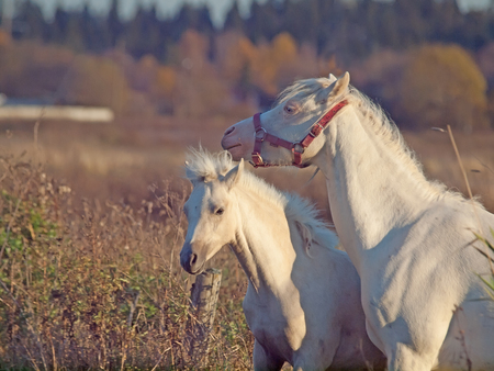 welsh  pony mare and her foal in meadow. sunny  eveningの写真素材