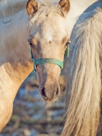 portrait of welsh  pony  foal .sunny  eveningの写真素材