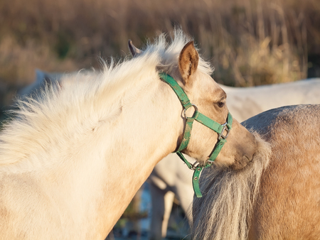 portrait of grooming welsh  pony  foal .sunny  eveningの写真素材