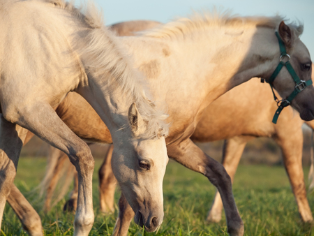 life in herd. moveing herd of pony at freedom. sunsetの写真素材