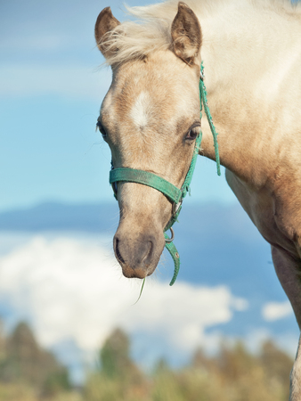 portrait of welsh  pony  foal in the pastureの写真素材