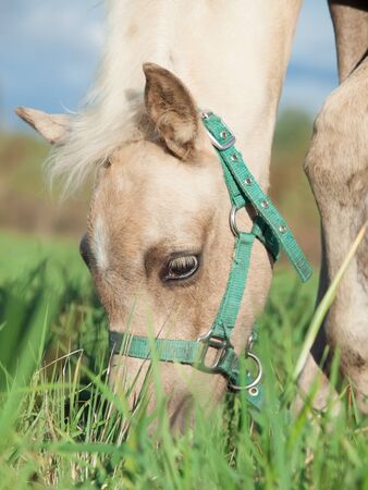portrait of grazing welsh  pony filly.の写真素材