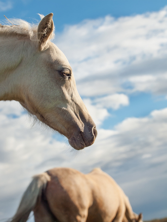 portrait of welsh  pony filly at sky backgriound.の写真素材