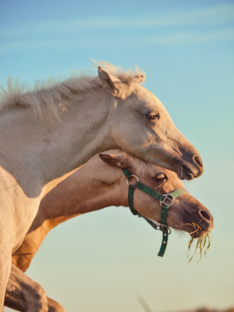 life in herd. moveing  pony's foals at freedom. sunsetの写真素材
