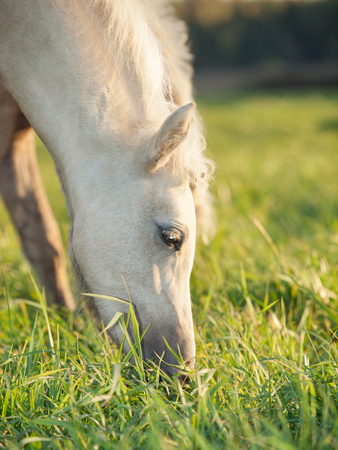 portrait of grazing welsh  ponys. close upの写真素材