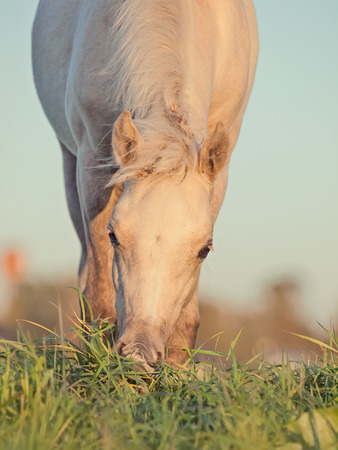 portrait of grazing welsh  ponys. close upの写真素材