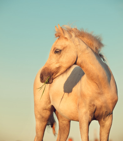 portrait of welsh  pony filly at sky background. close upの写真素材