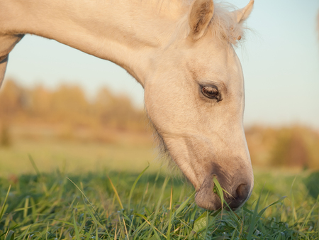 portrait of grazing welsh  pony  foal .sunny  eveningの写真素材