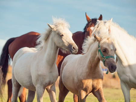 life in herd. moveing herd of pony at freedom. sunsetの写真素材