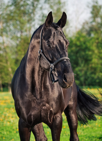 Portrait of  beautiful black breed stallionの写真素材