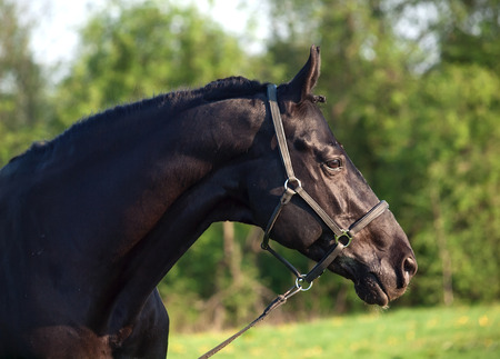Portrait of  beautiful black breed stallionの写真素材