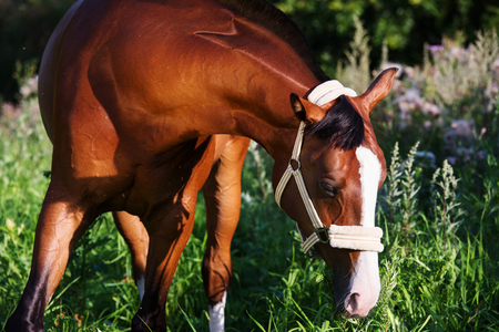  portrait of bay horse. summerの写真素材