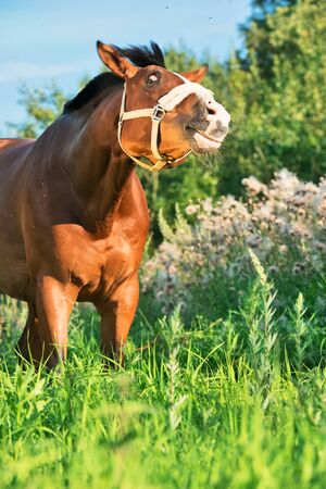 funny portrait of bay horse in the fieldの写真素材