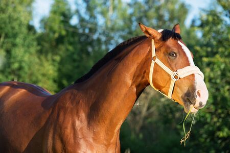 funny portrait of bay horseの写真素材