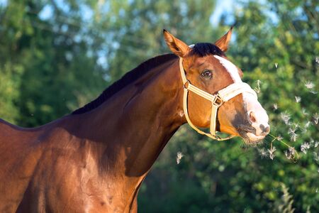 funny portrait of bay horse の写真素材