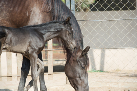 Marwari black with mom in paddock. Indiaの写真素材