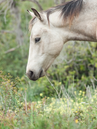 Portrait of moveing half-wild mare. liberty, Israelの写真素材