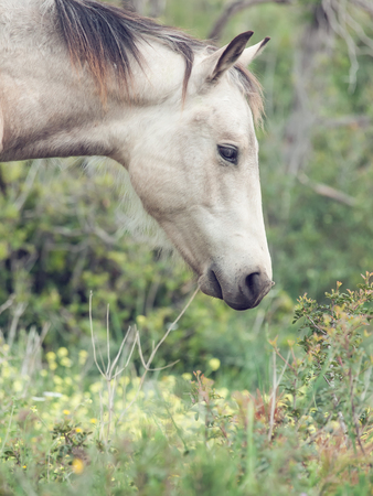Portrait of moveing half-wild mare. liberty, Israelの写真素材