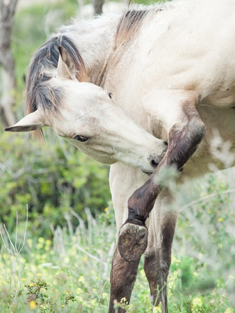 grooming half-wild young horse. Israelの写真素材