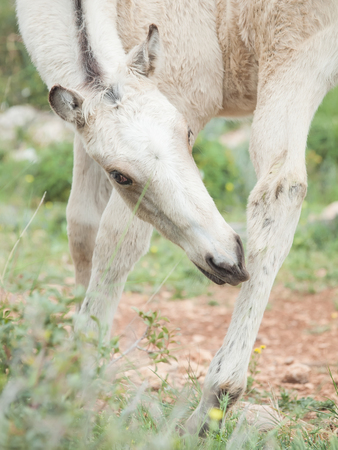 grooming half-wild cream foal. Israelの写真素材