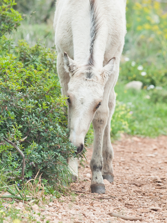 portrait of half-wild cream foal. Israelの写真素材