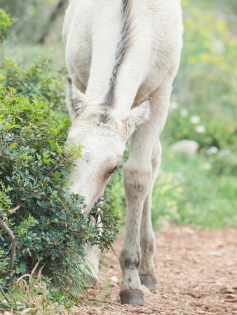 portrait of half-wild cream foal. Israelの写真素材