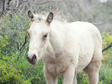 portrait of half-wild cream foal. Israelの写真素材