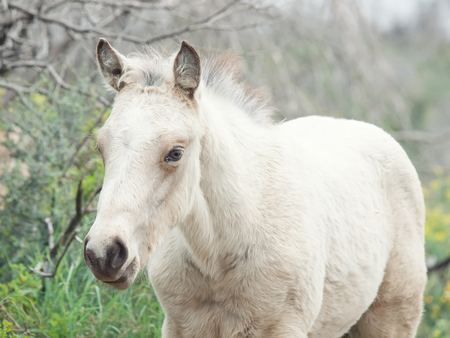 portrait of half-wild cream foal. Israelの写真素材