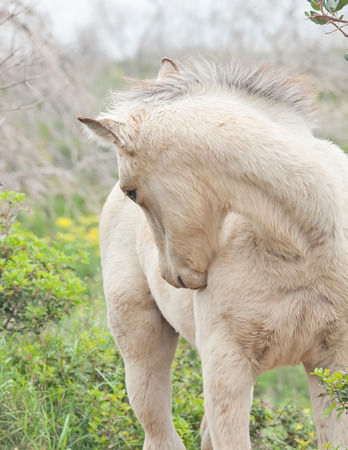 grooming  half-wild cream foal. Israelの写真素材