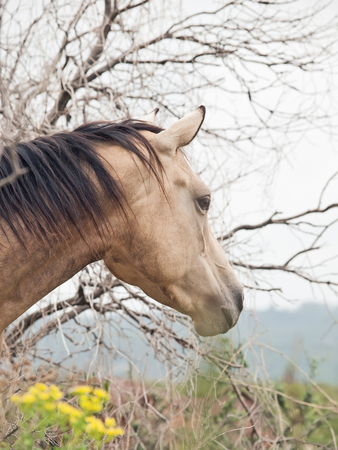 Portrait of  half-wild mare. liberty, Israelの写真素材