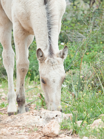 portrait of half-wild cream foal. Israelの写真素材