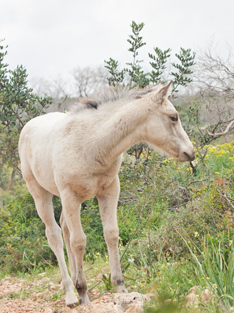 half-wild cream foal. Israelの写真素材