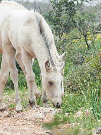 half-wild cream foal. Israelの写真素材