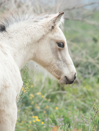 portrait of half-wild cream foal. Israelの写真素材