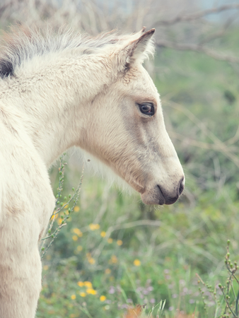portrait of half-wild cream foal. Israelの写真素材