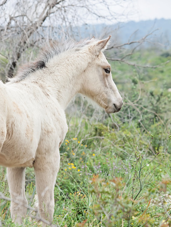 cream foal at freedom in mountain. Israelの写真素材