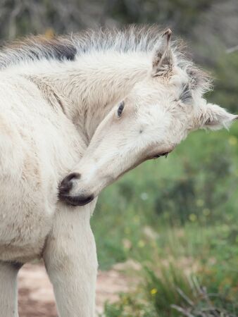 portrait of grooming cream foal. Israelの写真素材